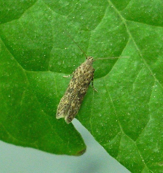 <i>Tuta absoluta</i>
